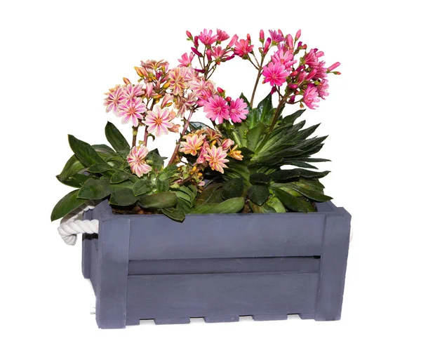 Lewisia plants in a grey wooden box. — Stock Photo, Image