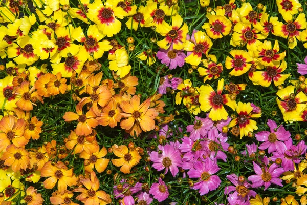 Close-up van levendige cosmos bipinnatus bloesems. — Stockfoto