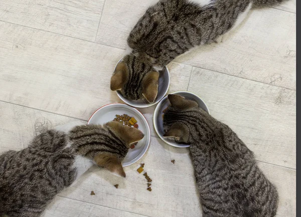 Tres gatos jóvenes están comiendo . — Foto de Stock