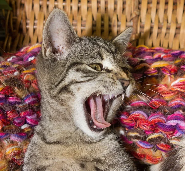 Gato joven está bostezando . — Foto de Stock