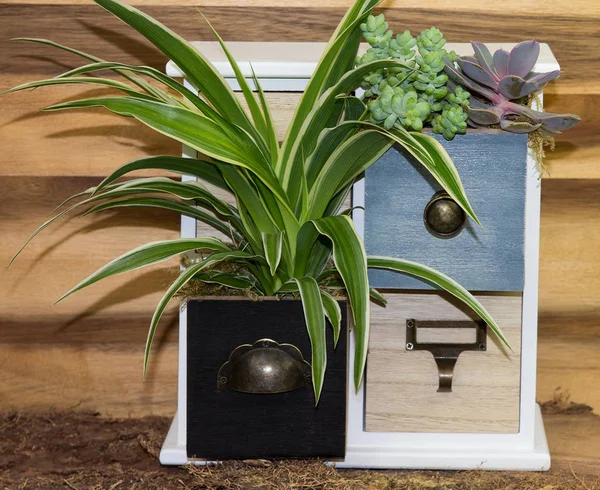 Houseplant growing in cubby — Stock Photo, Image