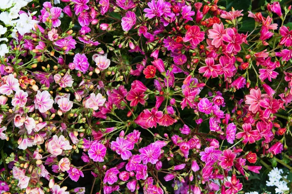 Крупный план бурных цветков левизии . — стоковое фото