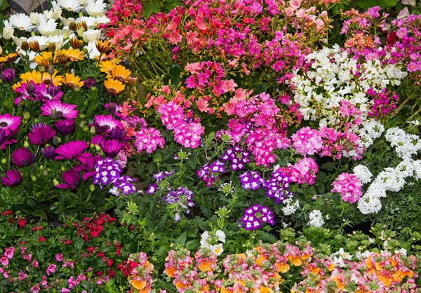 Красочная клумба с яркими многолетними растениями . — стоковое фото