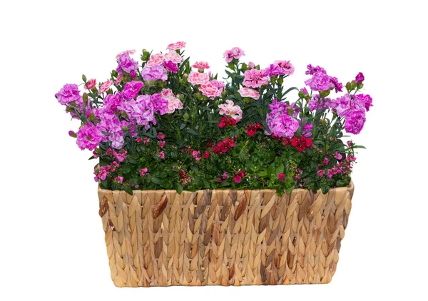 Cesto con garofani rosa o anche conosciuto come williams dolce e twinspur fiori . — Foto Stock