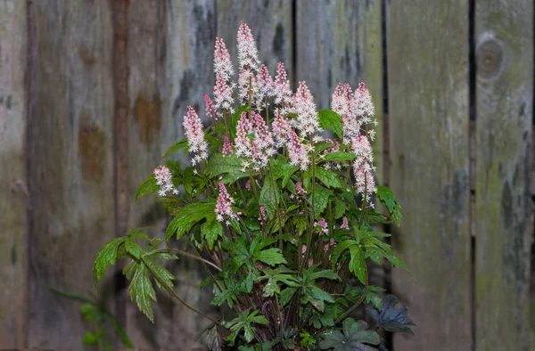 Espuma o Tiarella con flores blancas . —  Fotos de Stock