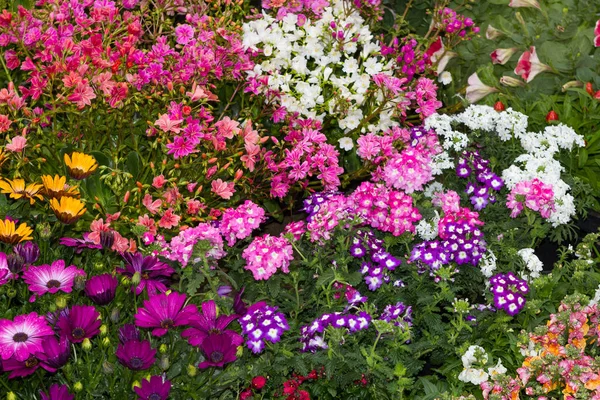 Цветочная клумба со множеством различных растений . — стоковое фото