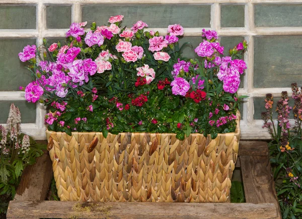 Rózsaszín szegfűt vagy édes williams és twinspur virág kosár. — Stock Fotó