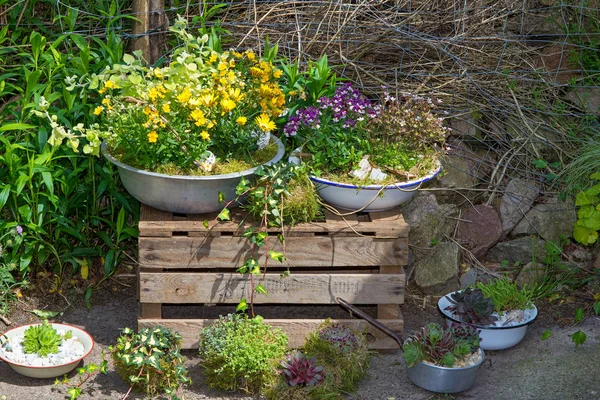 Eski kaplarda birkaç çok yıllık bitkiler pottet.