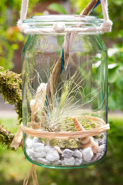 Tillandsia argentea in a jar. — Stock Photo, Image
