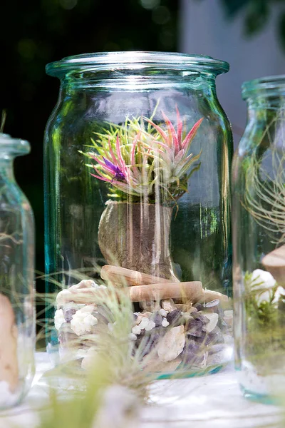 Tillandsia ionantha in a jar. — Stock Photo, Image