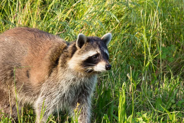 Closeup of a tame Raccoon on a meadow.
