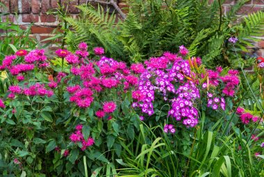 Renkli flowerbed.