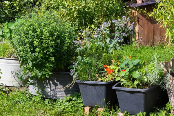 Aromatische keuken kruiden aangeplant in containers. — Stockfoto