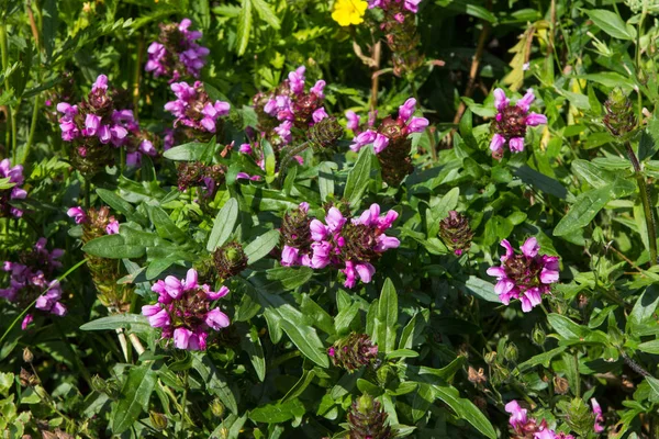 Prunella ou plantes auto-cicatrisantes ou toutes les plantes de guérison . Photos De Stock Libres De Droits