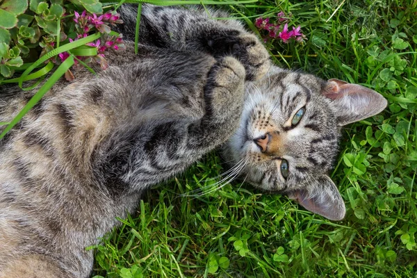 Kameraya Bakarak Sırtında Döşeme Genç Tembel Kedi — Stok fotoğraf