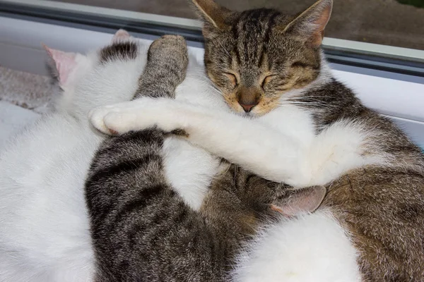 Kedi Yakın Birlikte Uyuyor Birbirlerine Okşamak — Stok fotoğraf