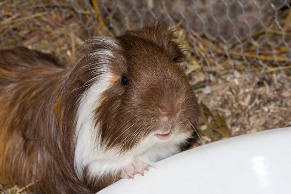 Primo Piano Una Cavia Davanti Piatto Alimentazione Immagine Stock