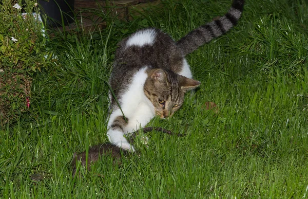 Giovane gatto è cattura di un ratto . Immagine Stock