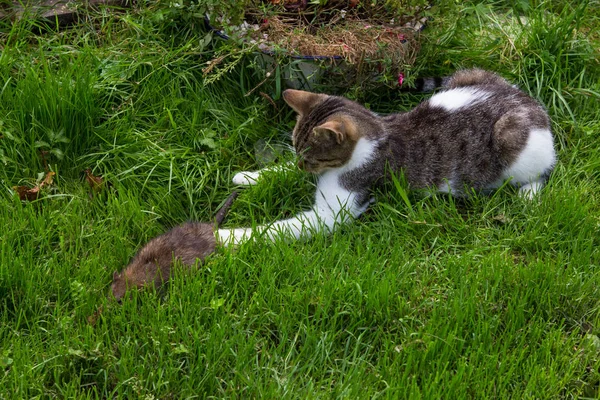 Młody kot łapie szczur. Zdjęcie Stockowe