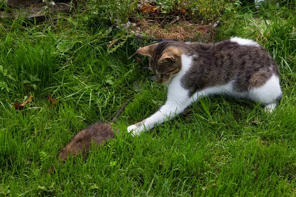 Junge Katze kämpft mit einer Ratte. lizenzfreie Stockbilder