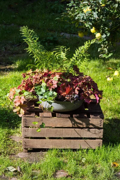 Staudenherbstpflanzen in einer alten Waschschale. lizenzfreie Stockfotos