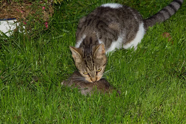 Junge Katze frisst eine Ratte. Stockfoto