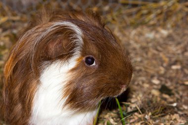 Portrait of a guinea pic (Cavia porcellus). clipart