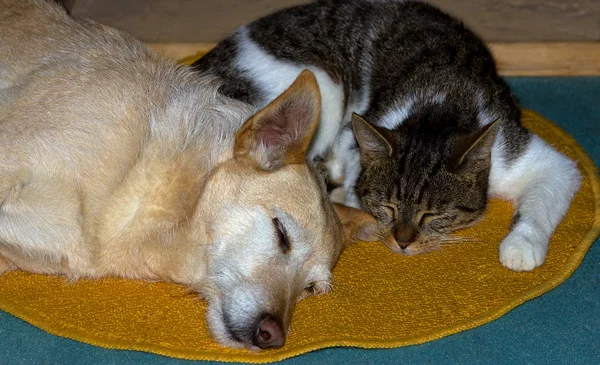 Кіт і собака сплять разом на підлозі . — стокове фото
