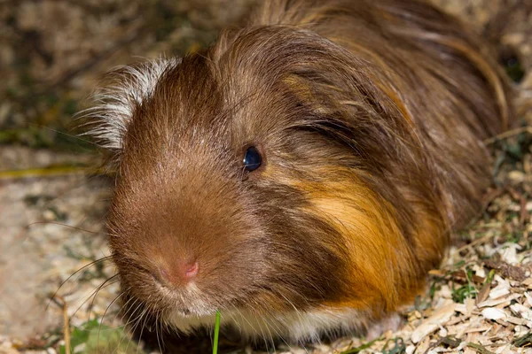 Closeup of a cheeky guinea pic (Cavia porcellus). Stock Image