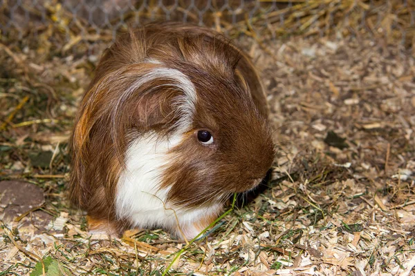 Gwinea (Cavia porcellus) jest jedzenie trawy. Obrazy Stockowe bez tantiem