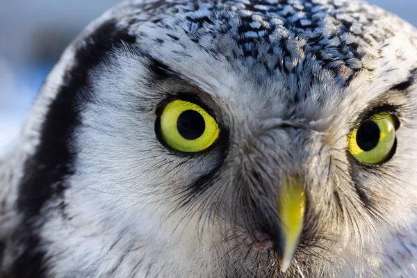 Cerca de la foto de un ave búho con hermosos ojos amarillos y pico — Foto de Stock