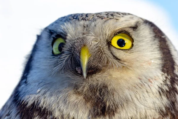 Cerca de la foto de un ave búho con hermosos ojos amarillos y pico — Foto de Stock