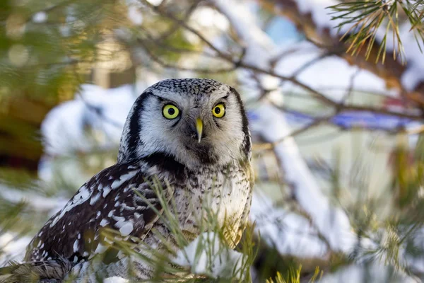 Un hermoso pájaro búho con grandes ojos amarillos se sienta en un árbol — Foto de Stock