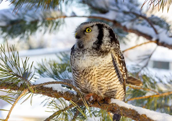 Un hermoso pájaro búho con grandes ojos amarillos se sienta en un árbol — Foto de Stock