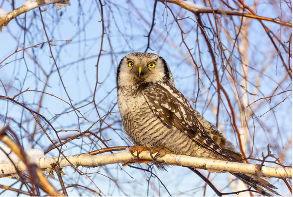 Un hermoso pájaro búho con grandes ojos amarillos se sienta en un árbol — Foto de Stock