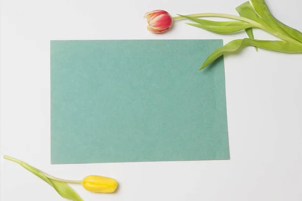 Beyaz arka planda lale çiçeği ve kağıt, kartpostal tasarımcıları için bir konsept.