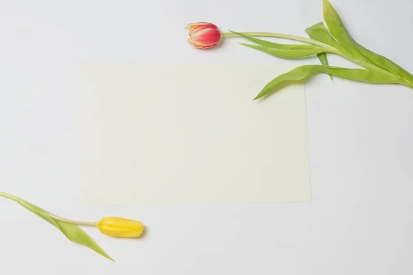 Beyaz arka planda lale çiçeği ve kağıt, kartpostal tasarımcıları için bir konsept.