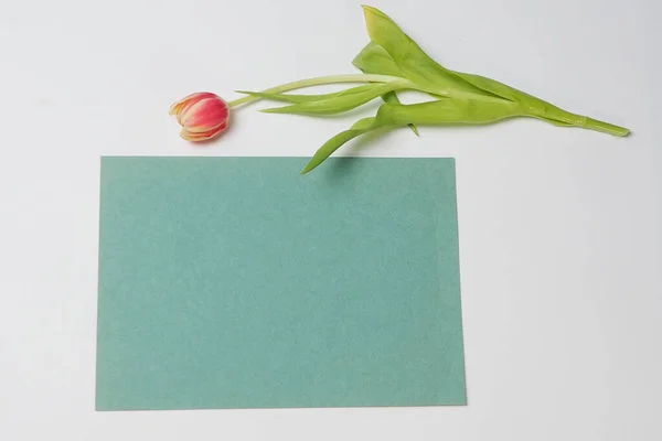 Beyaz arka planda lale çiçeği ve kağıt, kartpostal tasarımcıları için bir konsept.