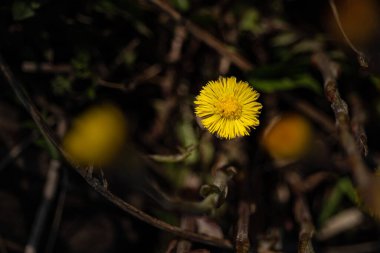 Bir tarla çiçeğinin seçici odak makrofotoğrafçılığı, güneşli bir günde ormanda bir çiçek. İlkbahar, doğa hepsi çiçek açar, böcekler için nektar, arılar için. Toprak uyanıyor.
