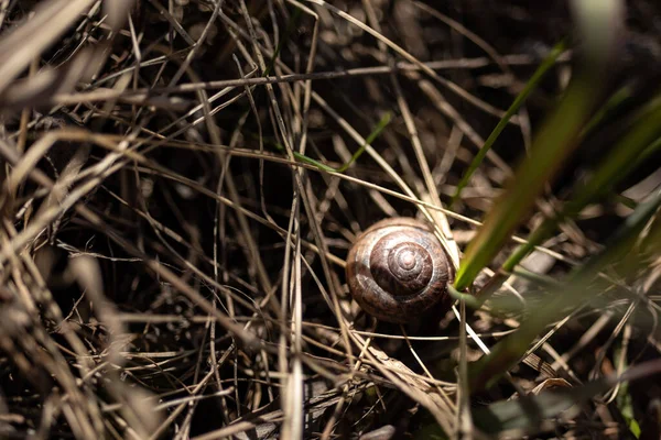 Ślimak Leśny Trawie Makrofotografia Życie Lesie Żółta Trawa Zeszłym Roku — Zdjęcie stockowe