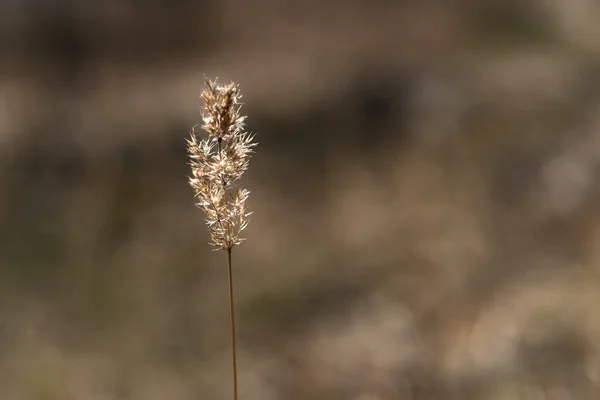 Bir tarla çiçeğinin seçici odak makrofotoğrafçılığı, güneşli bir günde ormanda bir çiçek. İlkbahar, doğa hepsi çiçek açar, böcekler için nektar, arılar için. Toprak uyanıyor.