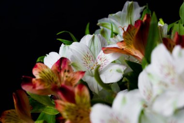 Güzel çiçekler Alstroemeria beyaz kırmızı kestane rengi