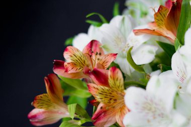 Güzel çiçekler Alstroemeria beyaz kırmızı kestane rengi