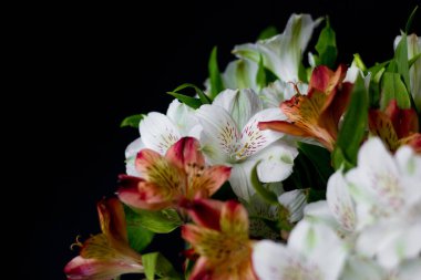 Güzel çiçekler Alstroemeria beyaz kırmızı kestane rengi