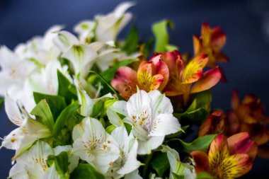 Güzel çiçekler Alstroemeria beyaz kırmızı kestane rengi