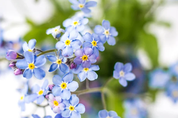 Modrá Krásná Květina Zapomeň — Stock fotografie