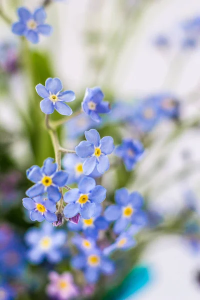Modrá Krásná Květina Zapomeň — Stock fotografie