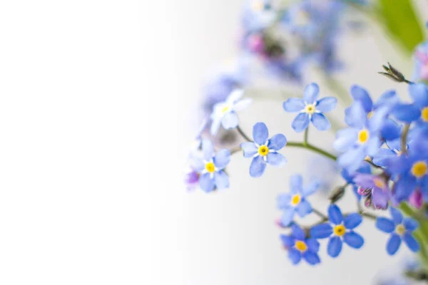 Azul Hermosa Flor Olvides — Foto de Stock