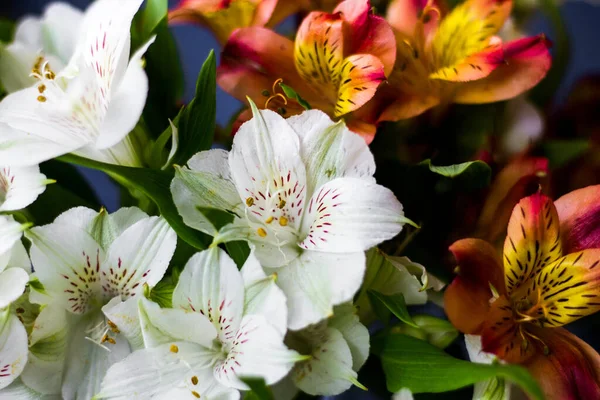 美しい花 花配達アルストレーメリア白赤マルーン — ストック写真