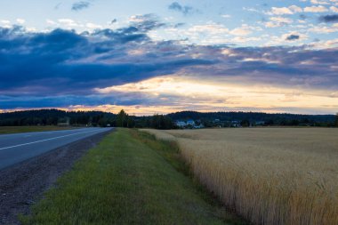 Sarı çavdar tarlasıyla manzara. Tarım kültürü. Mavi gökyüzü.
